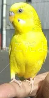 保護鳥の写真