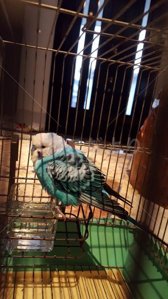 保護鳥の写真
