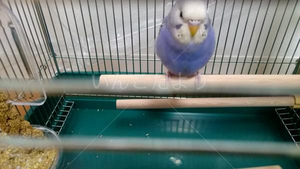 迷い鳥の写真