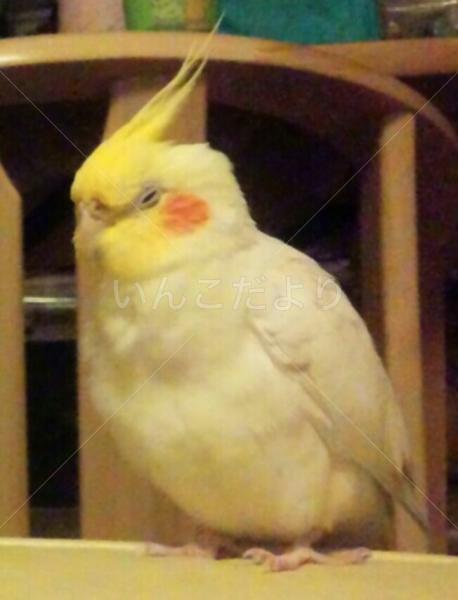 迷い鳥の写真