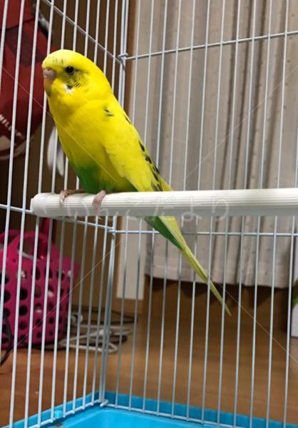 保護鳥の写真
