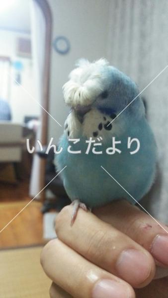 迷い鳥の写真