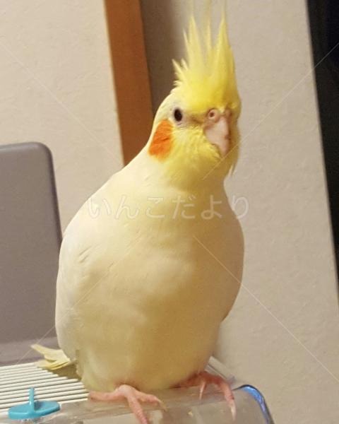 迷い鳥の写真