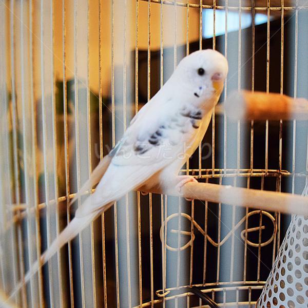 保護鳥の写真