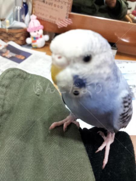 迷い鳥の写真
