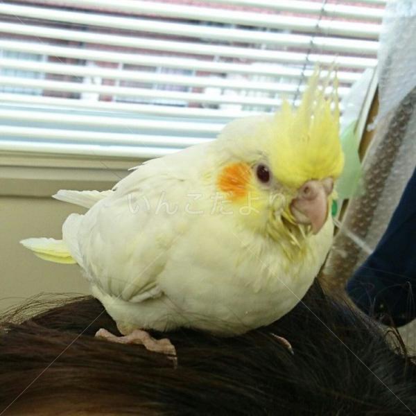 迷い鳥の写真
