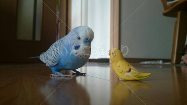 迷い鳥の写真