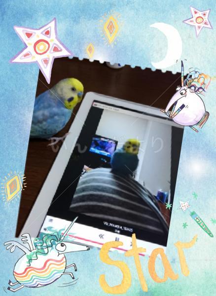 迷い鳥の写真