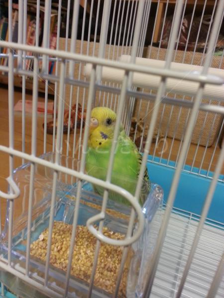 保護鳥の写真
