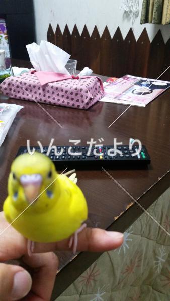 迷い鳥の写真
