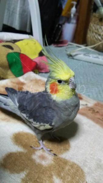 迷い鳥の写真