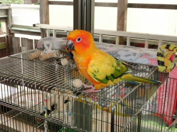 迷い鳥の写真