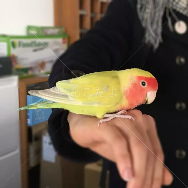 保護鳥の写真