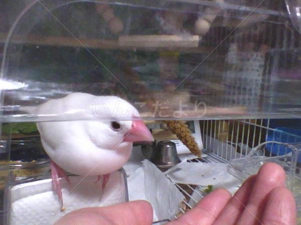 迷い鳥の写真