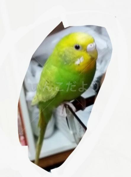 迷い鳥の写真