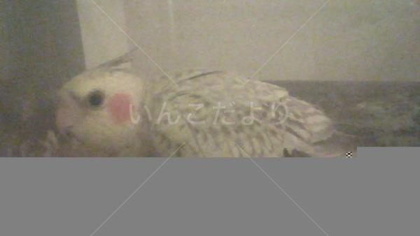 保護鳥の写真