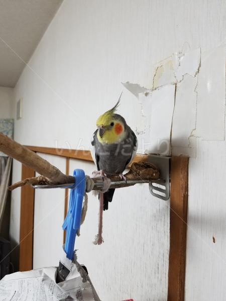 迷い鳥の写真