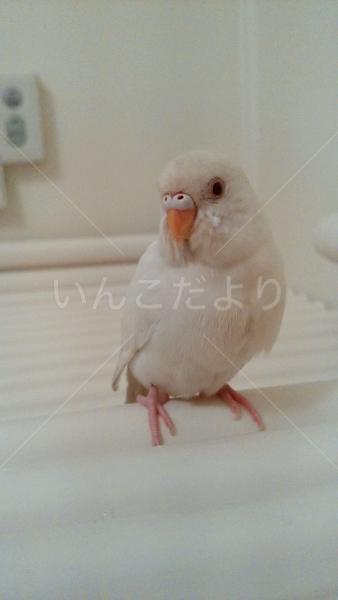 迷い鳥の写真