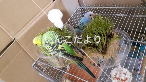 迷い鳥の写真