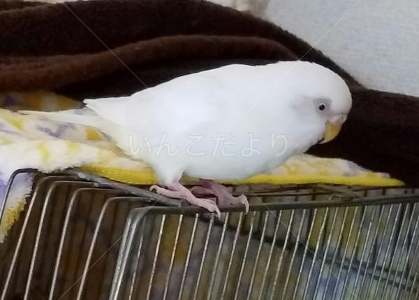 迷い鳥の写真