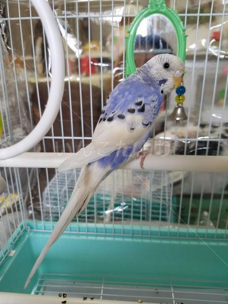 保護鳥の写真