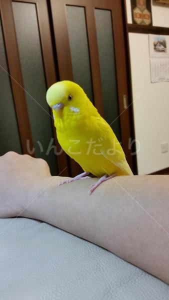 迷い鳥の写真