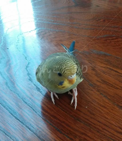 保護鳥の写真