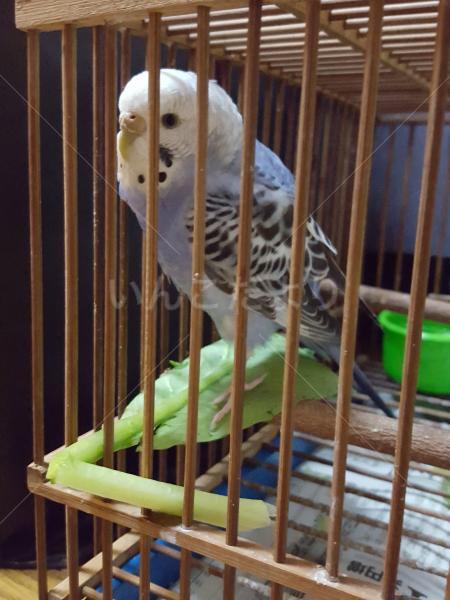 保護鳥の写真