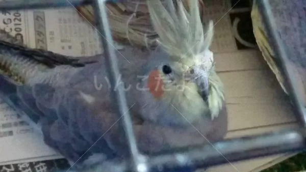 保護鳥の写真