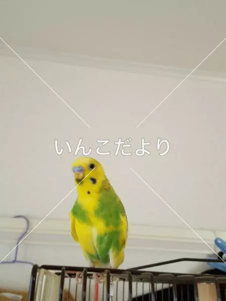 迷い鳥の写真