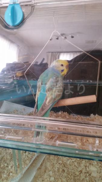 保護鳥の写真