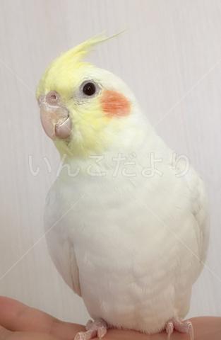 保護鳥の写真