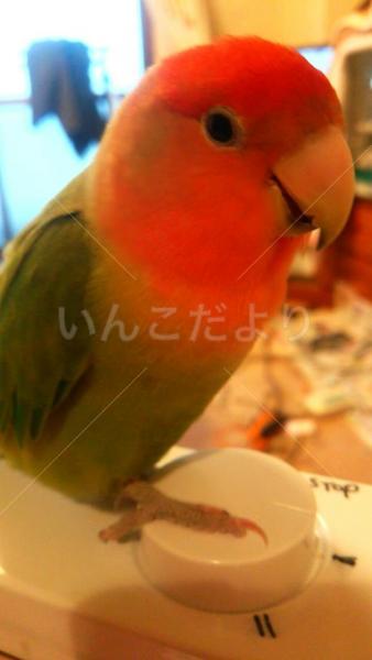迷い鳥の写真