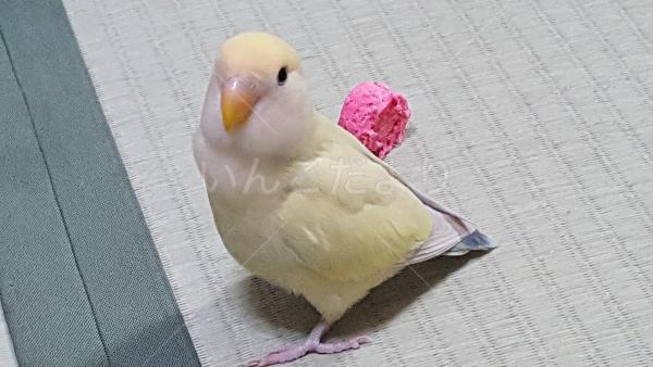 迷い鳥の写真