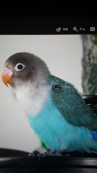迷い鳥の写真