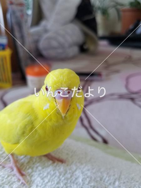 迷い鳥の写真