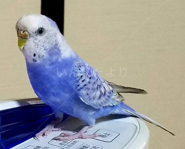 迷い鳥の写真