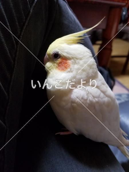 迷い鳥の写真