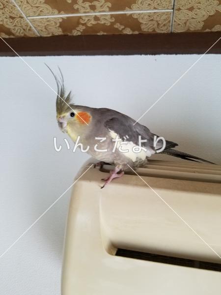 迷い鳥の写真