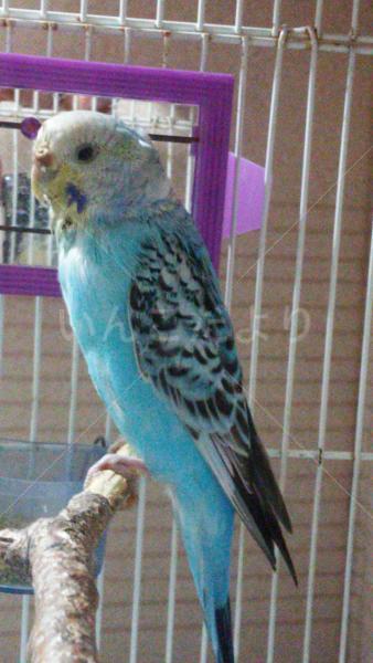 保護鳥の写真