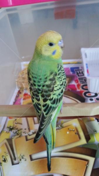 保護鳥の写真