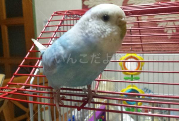 保護鳥の写真