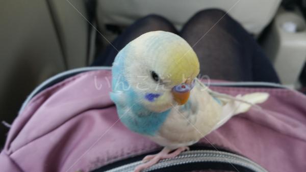 迷い鳥の写真