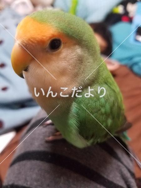迷い鳥の写真