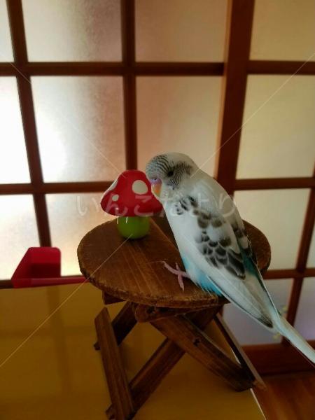迷い鳥の写真