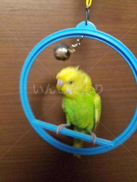 迷い鳥の写真