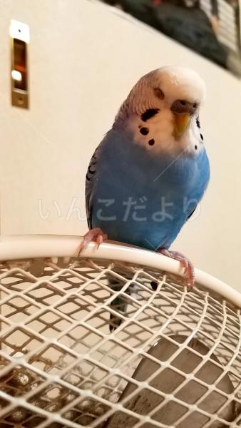 迷い鳥の写真