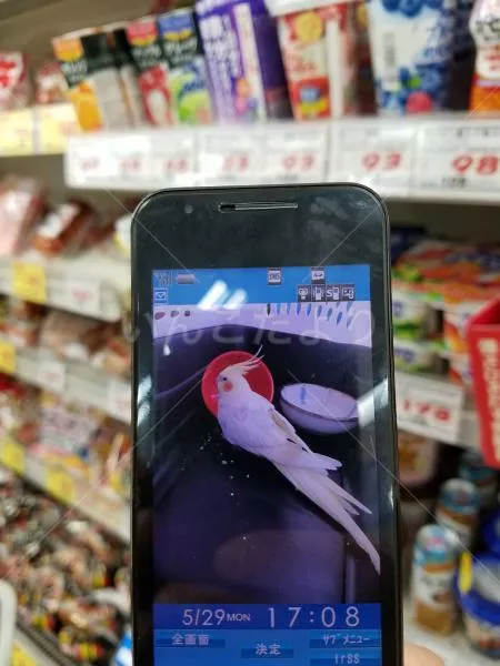 保護鳥の写真