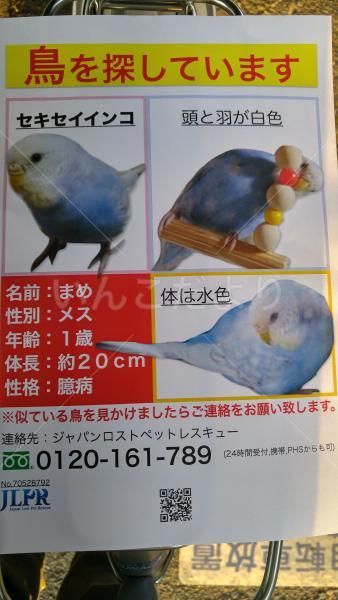 迷い鳥の写真