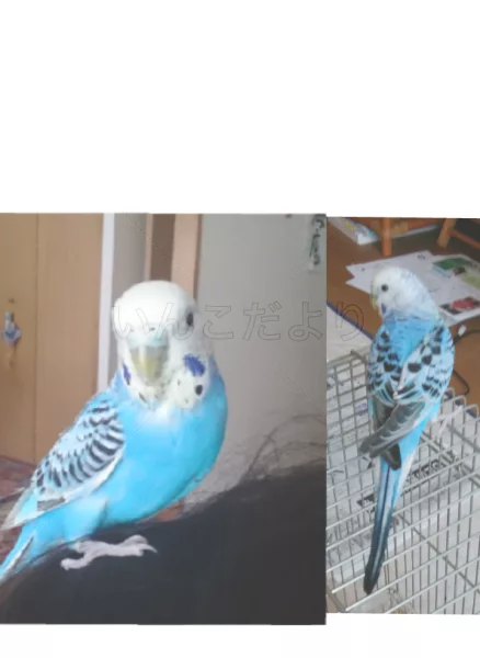保護鳥の写真